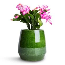 Schlumbergera - Christmas Cactus - Pink/Purple -Indoor Plants Store Schlumbergera Christmas Cactus Pink Purple 9x23cm Remi Plant Pot Green 15x15cm