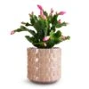 Schlumbergera - Christmas Cactus - Pink/Purple -Indoor Plants Store Schlumbergera Christmas Cactus Pink Purple 9x23cm Stian Plant Pot Soft Nougat 13x12cm