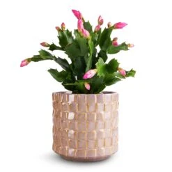 Schlumbergera - Christmas Cactus - Pink/Purple