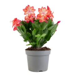 Schlumbergera - Christmas Cactus - Red -Indoor Plants Store Schlumbergera Christmas Cactus Red 12x25cm 5579
