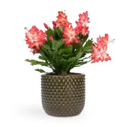 Schlumbergera - Christmas Cactus - Red -Indoor Plants Store Schlumbergera Christmas Cactus Red 12x25cm Bolino Plant Pot Green 14x13cm