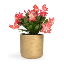Schlumbergera - Christmas Cactus - Red -Indoor Plants Store Schlumbergera Christmas Cactus Red 12x25cm Charlie Plant Pot Metallic Gold 15x15cm