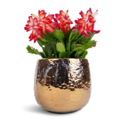 Schlumbergera - Christmas Cactus - Red -Indoor Plants Store Schlumbergera Christmas Cactus Red 12x25cm Yvette Plant Pot Gold 15x13cm