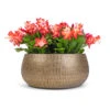 Schlumbergera - Christmas Cactus - Red