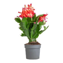 Schlumbergera - Christmas Cactus - Red -Indoor Plants Store Schlumbergera Christmas Cactus Red 9x23cm 3