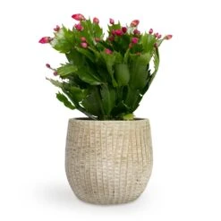 Schlumbergera - Christmas Cactus - Red -Indoor Plants Store Schlumbergera Christmas Cactus Red 9x23cm Feico Plant Pot Mint Grey 12X11cm