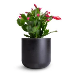 Schlumbergera - Christmas Cactus - Red -Indoor Plants Store Schlumbergera Christmas Cactus Red 9x23cm Lisbon Plant Pot Anthracite 13x13cm