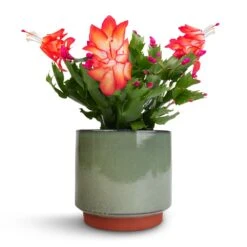Schlumbergera - Christmas Cactus - Red -Indoor Plants Store Schlumbergera Christmas Cactus Red 9x23cm Malibu Plant Pot Green 12x11cm