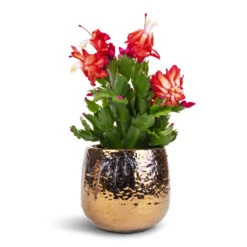 Schlumbergera - Christmas Cactus - Red -Indoor Plants Store Schlumbergera Christmas Cactus Red 9x23cm Yvette Plant Pot Gold 12x11cm