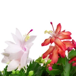 Schlumbergera - Christmas Cactus - White -Indoor Plants Store Schlumbergera Christmas Cactus Red white SWATCH