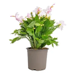Schlumbergera - Christmas Cactus - White -Indoor Plants Store Schlumbergera Christmas Cactus White 12x25cm 2