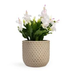 Schlumbergera - Christmas Cactus - White -Indoor Plants Store Schlumbergera Christmas Cactus White 12x25cm Bolino Plant Pot Mint 15x13cm