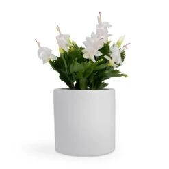 Schlumbergera - Christmas Cactus - White -Indoor Plants Store Schlumbergera Christmas Cactus White 12x25cm Bolino Plant Pot Mint 15x13cm Puk Planter Matt White 15x15cm