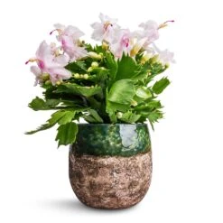 Lindy Plant Pot - Black Green -Indoor Plants Store Schlumbergera Christmas Cactus White 12x25cm Lindy Plant Pot Black Green 16x13cm 38a28bbd a32d 4490 a721 026cf59bbc09