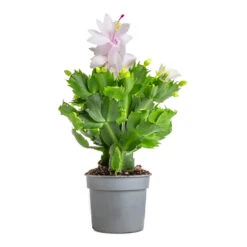 Schlumbergera - Christmas Cactus - White -Indoor Plants Store Schlumbergera Christmas Cactus White 9x23cm 3