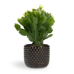 Schlumbergera - Christmas Cactus - White -Indoor Plants Store Schlumbergera Christmas Cactus White 9x23cm Bolino Plant Pot Shiny Black 11x9cm de6f2a0b b690 440b 9fea f8ac773fd19d