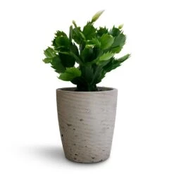 Schlumbergera - Christmas Cactus - White -Indoor Plants Store Schlumbergera Christmas Cactus White 9x23cm Gerben Plant Pot Grey Washed 12x13cm 95063928 e9a0 4b62 a377 f77148ef91e8