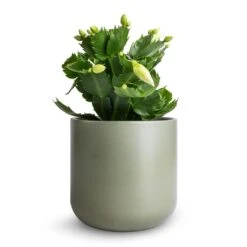 Schlumbergera - Christmas Cactus - White -Indoor Plants Store Schlumbergera Christmas Cactus White 9x23cm Lisbon Plant Pot Sage 13x13cm