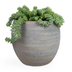 Sedum Burrito - Donkey Tail 22 Sedum Burrito - Donkey Tail -Indoor Plants Store Sedum Burrito Donkey Tail 14x20cm Dex Plant Pot Earth 22x20cm e5cf6df4 2ef3 4fa9 97dd 4bacf93f489c
