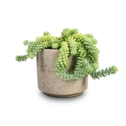 Novi Plant Pot - Grey Washed -Indoor Plants Store Sedum Burrito Donkey Tail 14x20cm Novi Plant Pot Grey Washed 18x15.5cm 284127c5 b4c9 43c8 802b 648e178f4dc7