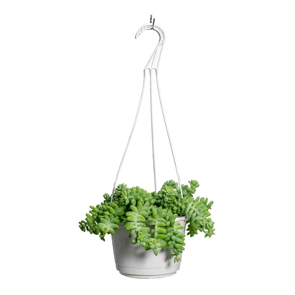 Sedum Burrito - Donkey Tail 7 Sedum Burrito - Donkey Tail - Image 5