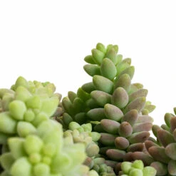 Sedum Burrito - Donkey Tail 16 Sedum Burrito - Donkey Tail -Indoor Plants Store Sedum Burrito Donkey Tail DETAIL 2