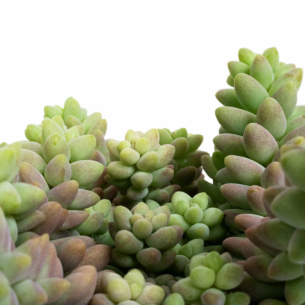Sedum Burrito - Donkey Tail 4 Sedum Burrito - Donkey Tail - Image 2