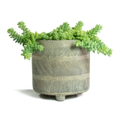 Sedum Burrito - Donkey Tail 20 Sedum Burrito - Donkey Tail -Indoor Plants Store Sedum Burrito Donkey Tail Nola Plant Pot Shiny Earth