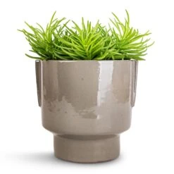 Senecio Himalaya - Himalaya Groundsel -Indoor Plants Store Senecio Himalaya Himalaya Groundsel 12x20cm Aries Handles Plant Pot Charcoal 14x15cm