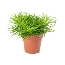 Senecio Himalaya - Himalaya Groundsel -Indoor Plants Store Senecio Himalaya Himalaya Groundsel