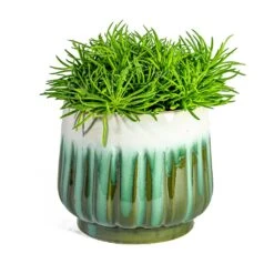 Senecio Himalaya - Himalaya Groundsel -Indoor Plants Store Senecio Himalaya Himalaya Groundsel Alice Plant Pot Ocean d71c2c28 3517 40d3 8f6f 9a81c0c5d181