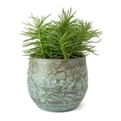 Senecio Himalaya - Himalaya Groundsel -Indoor Plants Store Senecio Himalaya Himalaya Groundsel Evi Plant Pot Antique Bronze
