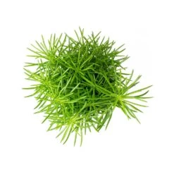 Senecio Himalaya - Himalaya Groundsel -Indoor Plants Store Senecio Himalaya Himalaya Groundsel Top