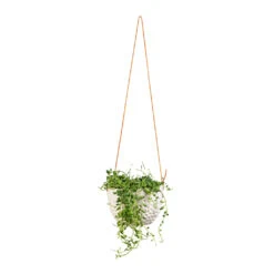 Senecio Herreianus - String Of Beads 8 Senecio Herreianus - String Of Beads -Indoor Plants Store Senecio herreianus String of Beads 12x20cm Dot Hanging Indoor Pot 14x10cm