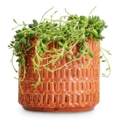 Senecio Herreianus - String Of Beads 10 Senecio Herreianus - String Of Beads -Indoor Plants Store Senecio herreianus String of Beads 12x20cm Flor Plant Pot Orange 14x12cm a658214b b85f 40ef 90ab 87b9c93d85d7