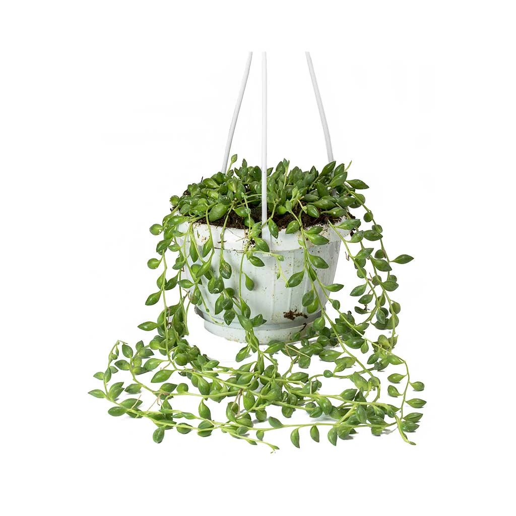 Senecio Herreianus - String Of Beads 3 Senecio Herreianus - String Of Beads