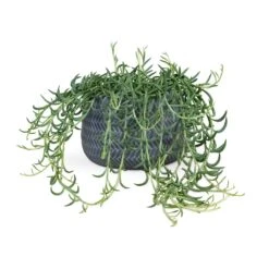 Angle Darcy Plant Pot - Grey 12 Angle Darcy Plant Pot - Grey -Indoor Plants Store Senecio radicans Fish Hooks String of Fish Hooks 14x30cm Angle Darcy Plant Pot Grey 24x16cm
