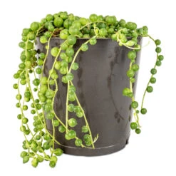 Senecio Rowleyanus - String Of Pearls -Indoor Plants Store Senecio rowleyanus String of Pearls 12x20cm
