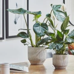 Solento Plant Pot - White Speckle -Indoor Plants Store Solento Plant Pot White Speckle 16 x 14cm