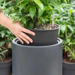 Solid Cylinder Planter - Dark Grey -Indoor Plants Store Solid Cylinder Planter Dark Grey 1