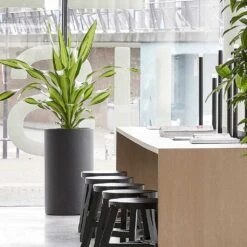 Solid Cylinder Planter - Dark Grey -Indoor Plants Store Solid Cylinder Planter Dark Grey 3