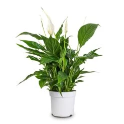 Spathiphyllum Bellini - Peace Lily 26 Spathiphyllum Bellini - Peace Lily -Indoor Plants Store Spathiphyllum Bellini Peace Lily 13x40cm