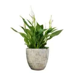 Spathiphyllum Bellini - Peace Lily 37 Spathiphyllum Bellini - Peace Lily -Indoor Plants Store Spathiphyllum Bellini Peace Lily 13x40cm Anne Plant Pot White Earth 16x15cm