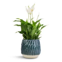 Spathiphyllum Bellini - Peace Lily 24 Spathiphyllum Bellini - Peace Lily -Indoor Plants Store Spathiphyllum Bellini Peace Lily 13x40cm Arles Leaf Plant Pot Teal 17x17cm b28f29d1 ad88 4d77 a9f2 3ac39d5d9325