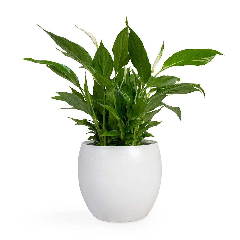Spathiphyllum Bellini - Peace Lily 18 Spathiphyllum Bellini - Peace Lily - Image 16