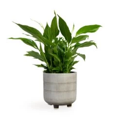 Spathiphyllum Bellini - Peace Lily 30 Spathiphyllum Bellini - Peace Lily -Indoor Plants Store Spathiphyllum Bellini Peace Lily 13x40cm Denise Plant Pot Off White 17x17cm