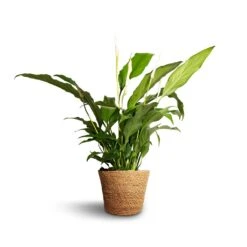 Spathiphyllum Bellini - Peace Lily 25 Spathiphyllum Bellini - Peace Lily -Indoor Plants Store Spathiphyllum Bellini Peace Lily 13x40cm Igmar Plant Basket Natural 15x12cm e38284c0 312d 4468 9b9c f46982abe0d9
