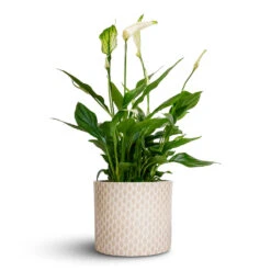 Lazzaro Plant Pot - Taupe Garland 13 Lazzaro Plant Pot - Taupe Garland -Indoor Plants Store Spathiphyllum Bellini Peace Lily 13x40cm Lazzaro Plant Pot Taupe Garland 15x13cm