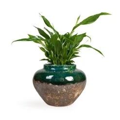 Spathiphyllum Bellini - Peace Lily 31 Spathiphyllum Bellini - Peace Lily -Indoor Plants Store Spathiphyllum Bellini Peace Lily 13x40cm Lindy Jar Plant Pot Black Green 28x20cm