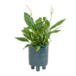 Spathiphyllum Bellini - Peace Lily 28 Spathiphyllum Bellini - Peace Lily -Indoor Plants Store Spathiphyllum Bellini Peace Lily 13x40cm Pisa Plant Pot Emerald 20x24cm 099b0055 186f 4649 95c1 500ee791e309